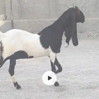 بز آبستن