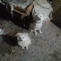 فروش یه سگ بادوتاتوله