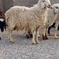 سه تا بره نر چاق فروشی