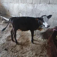 گاو و گوساله