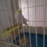 عروس هلندی
