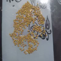 بذر یونجه مایا آمریکایی