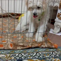 شیتزو پودل تریر|سگ|ارومیه, |دیوار