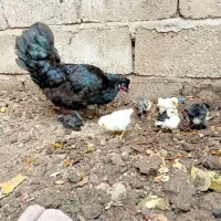 مرغ با جوجه ،نیمچه ، کوشین و.