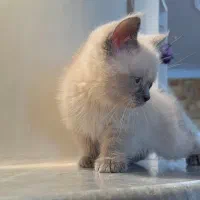 گربه بریتیش بلوپوینت چشم ابی|گربه|تهران, باغ فیض|دیوار