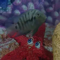 ماهی آکواریومی|ماهی|زابل, |دیوار