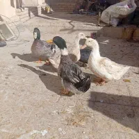 اردک نر،وماده