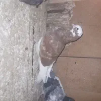 کفتر|پرنده|سیرجان, |دیوار