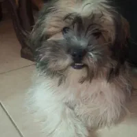 شیتزو نر و ماده