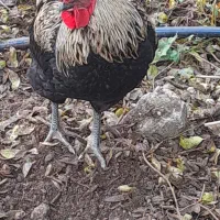 خروس اصیل و زیبا و آواز خوان