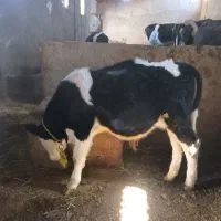 دوعد گوساله نردرجه یک 5.ماه 2ماهه