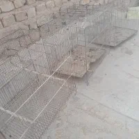 قفس