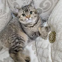 بریتیش ماده