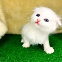 کلکسیونی از نژادهای لوکس و اصیل در Naz Cat House|گربه|تبریز, |دیوار