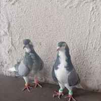 یک جفت ساده شیرازی