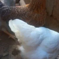 مرغ وخروس|حیوانات مزرعه|رشت, عینک|دیوار