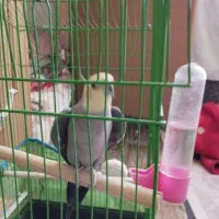 یک عدد عروس هلندی نرباهوش