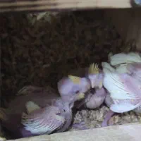 تعدادی جوجه سرلاکی عروس هلندی نژاد های مختلف|پرنده|مرودشت, کناره|دیوار