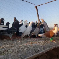 ۴۰تاکفتر هوا|پرنده|کاشمر, |دیوار