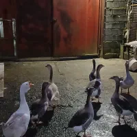 غاز|حیوانات مزرعه|آستارا, |دیوار