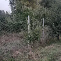 باغ-میوه