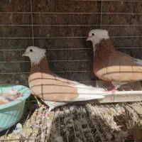 کبوتر شازده