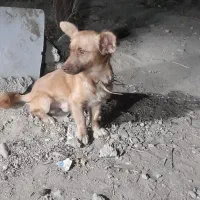 سگ پاکوتاه اشپیتز|سگ|گرگان, |دیوار