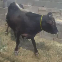 دو راس گوساله نر