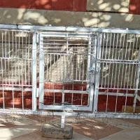 تخت خواب فلزی و قفس|لوازم جانبی حیوانات|برازجان, |دیوار