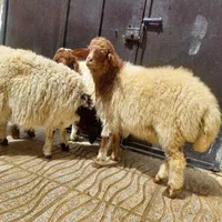 گوسفند زنده|حیوانات مزرعه|کرمانشاه, |دیوار