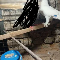 کفتر نر و ماده پرشی