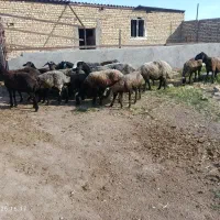 گو آبستن و بره دار