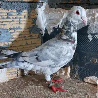 کفتر  سرور هفت رنگ|پرنده|رباط‌کریم, نصیرشهر|دیوار