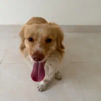 سگ خونگی واگذاری