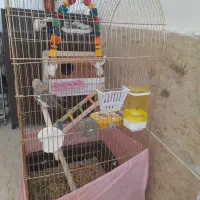 عروس هلندی با قفس|پرنده|کوهدشت, |دیوار