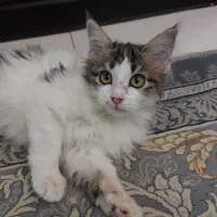 بچه گربه ایرانی|گربه|بومهن, |دیوار