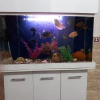 اکواریوم فوری