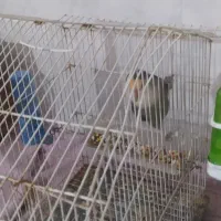 طوطی برزیلی|پرنده|هشتگرد, شهرک بعثت|دیوار