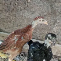 سه عدد جوجه لاری قلم سبز نوک طوطی