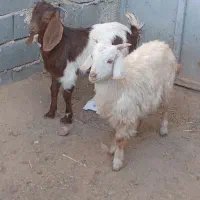 یک جفت بزغاله نر|حیوانات مزرعه|تربت جام, معدآباد|دیوار