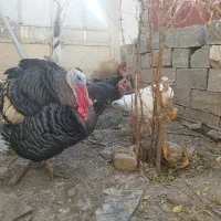 بوقلمون نر و ماده