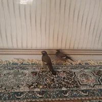 مینا|پرنده|سوسنگرد, |دیوار
