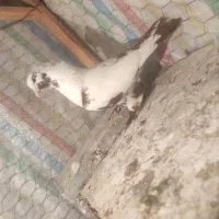 کبوتر ککیلی ماده