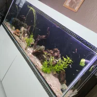 فروش آکواریوم ۲ متری با لوازم و ماهی زینتی|ماهی|رباط‌کریم, مسکن مهر آبشناسان|دیوار