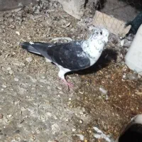 کبوتر گوره سینه سفید