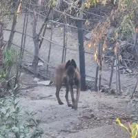 سگ مالینیوز|سگ|رودان, |دیوار