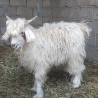 فروش  گوسفند