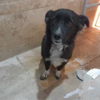 سگ پا کوتاه