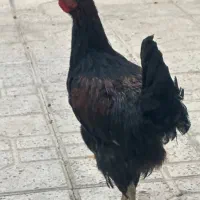 جوجه گلپایگانی|حیوانات مزرعه|اصفهان, مولوی|دیوار