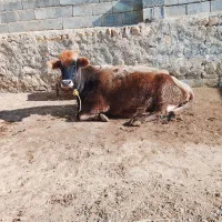 گاو محلی   قیمت  900000000